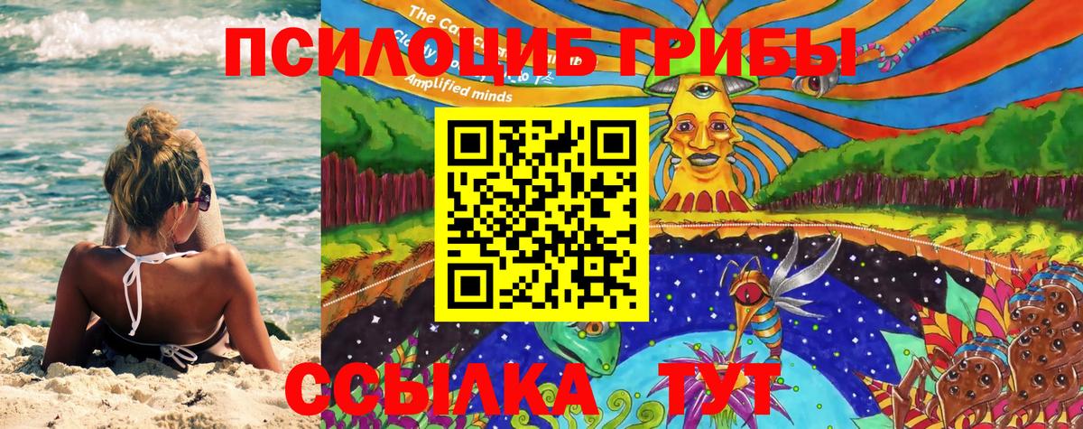 как найти закладки  Вход с VPN  Кинель  Псилоцибиновые грибы мицелий 